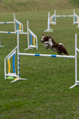 Fotogalerie Psí agility, foto č. 1